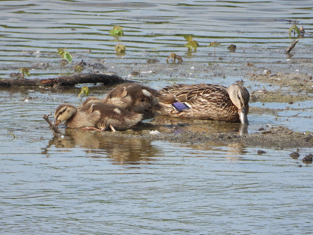 Mallard - ML620705678