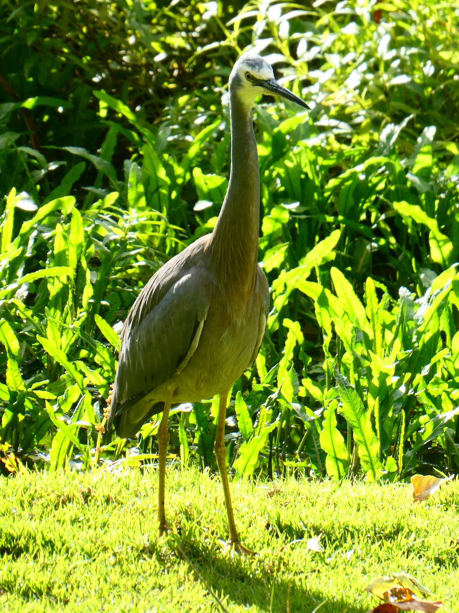 White-faced Heron - ML620705679