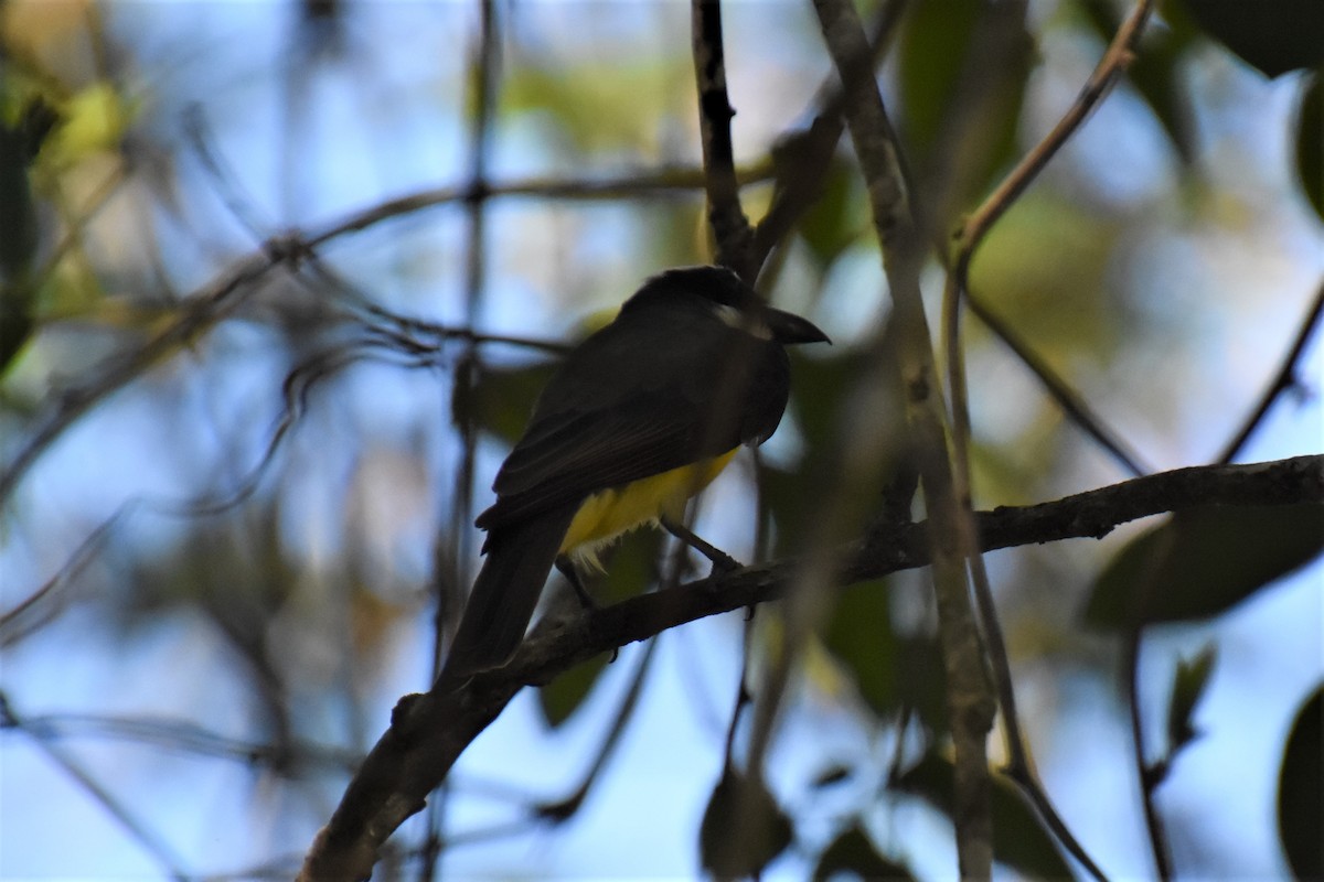 Boat-billed Flycatcher - ML620705681