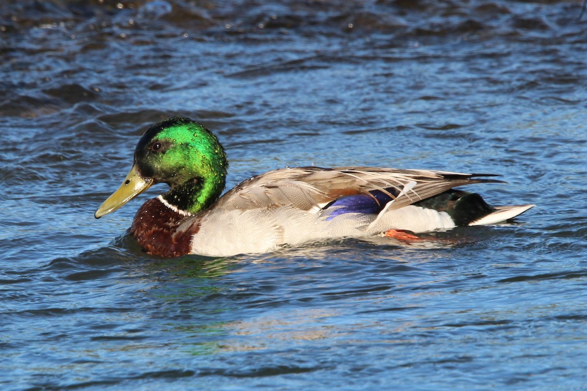 Canard colvert - ML620705688