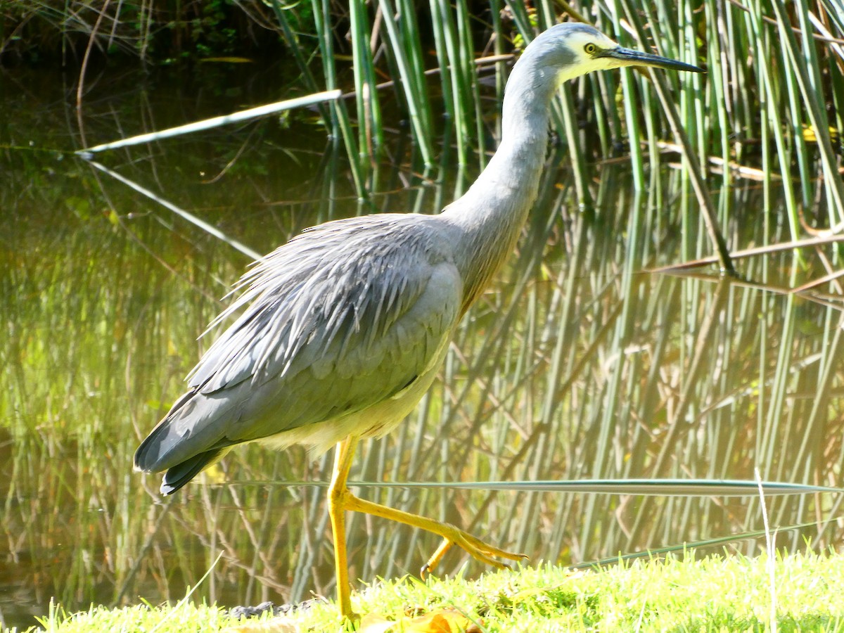 White-faced Heron - ML620705690