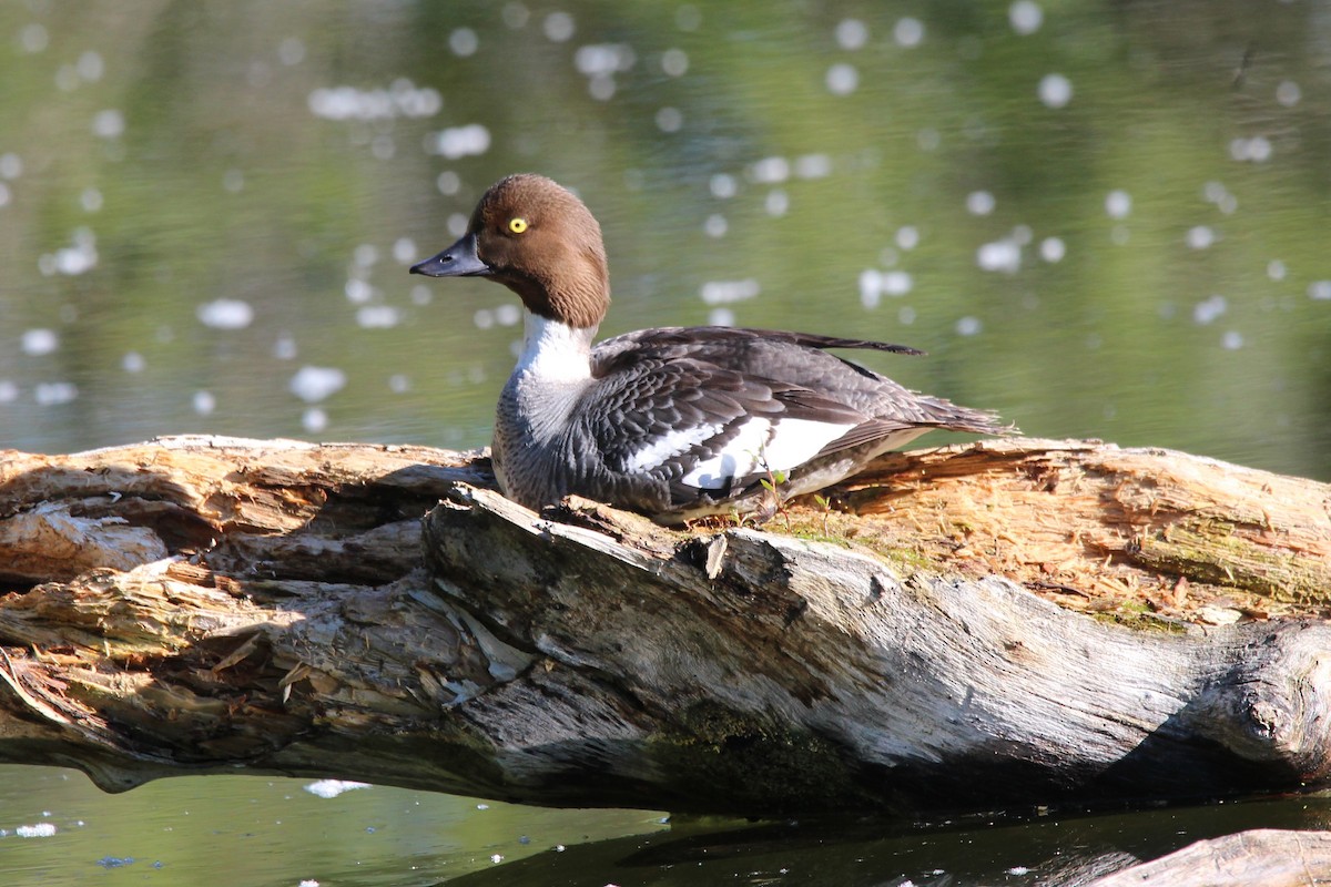 Common Goldeneye - ML620705694