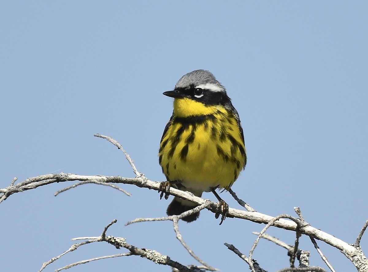 Magnolia Warbler - ML620705696