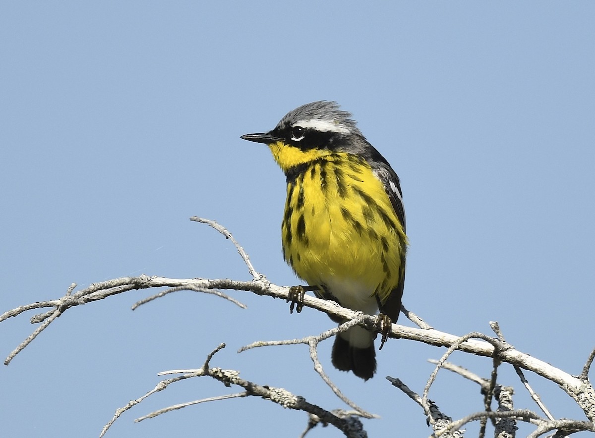 Magnolia Warbler - ML620705699