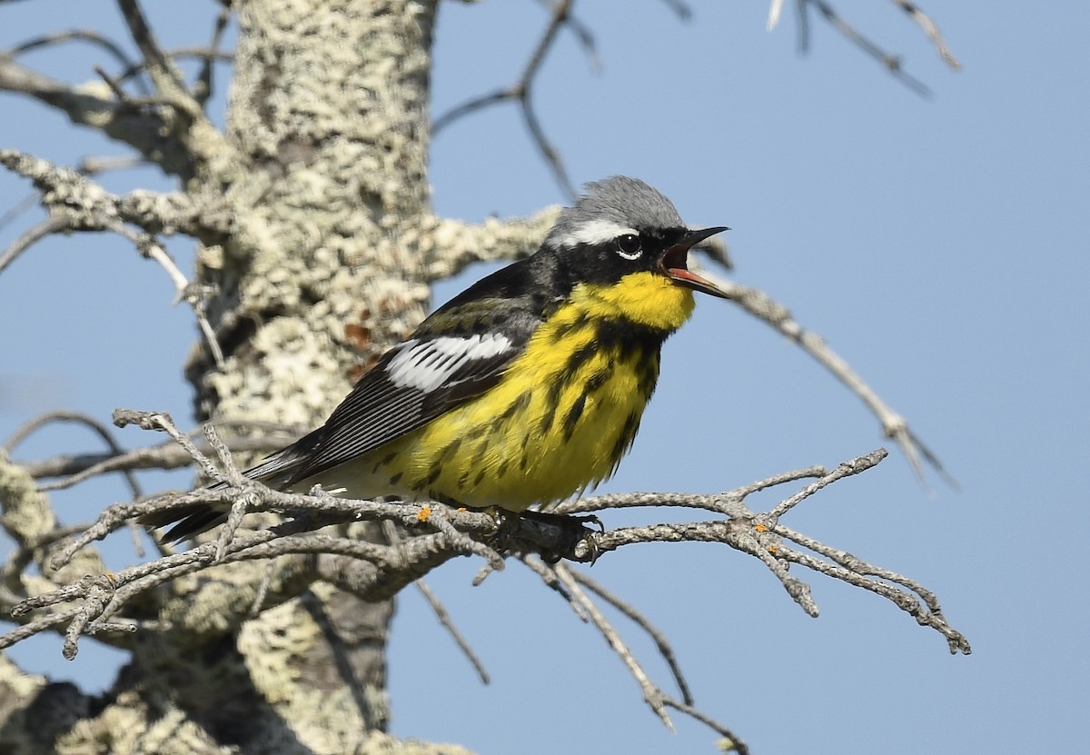 Magnolia Warbler - ML620705700