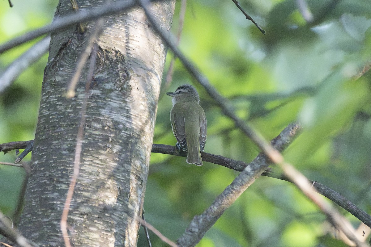 Vireo Ojirrojo - ML620705701