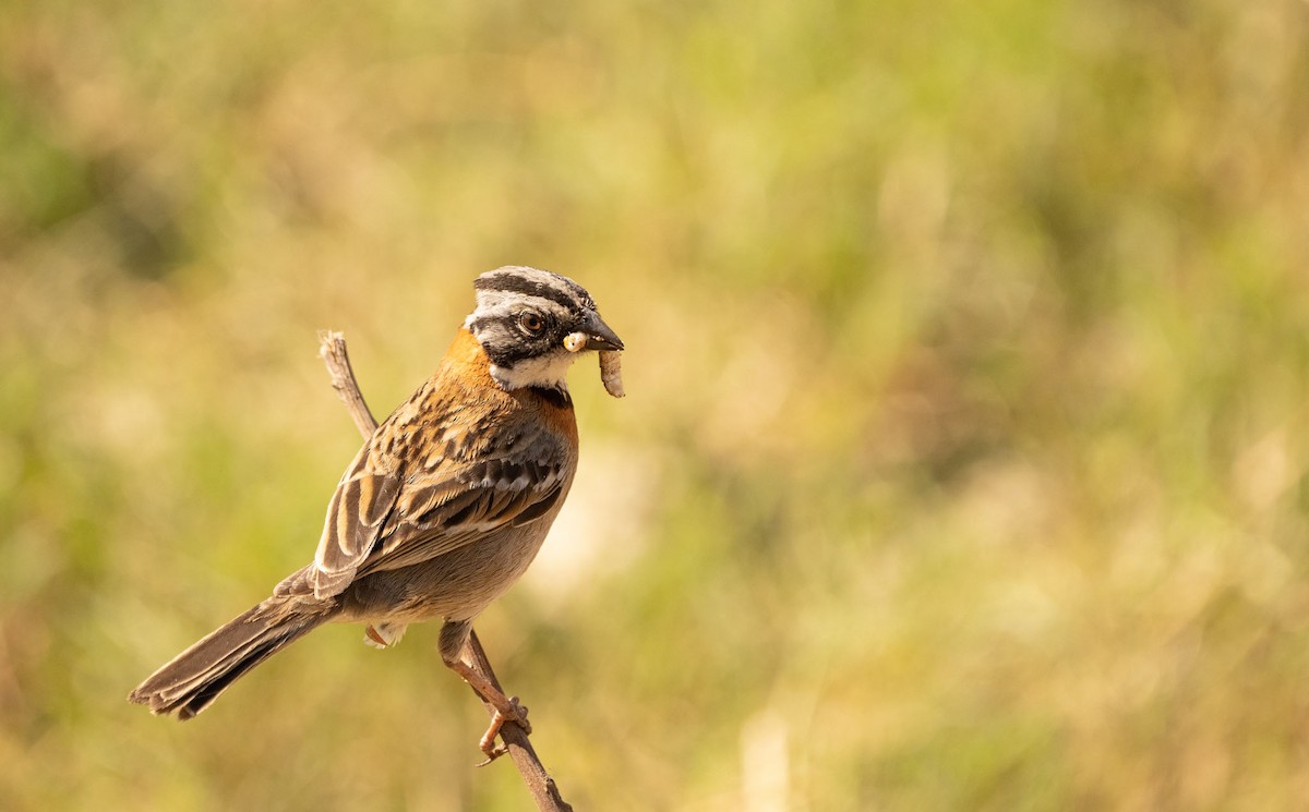 Rufous-collared Sparrow - ML620705706