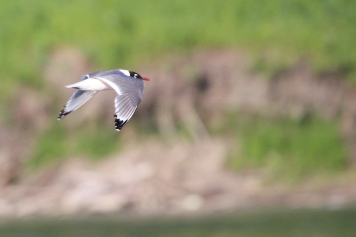 Franklin's Gull - ML620705707