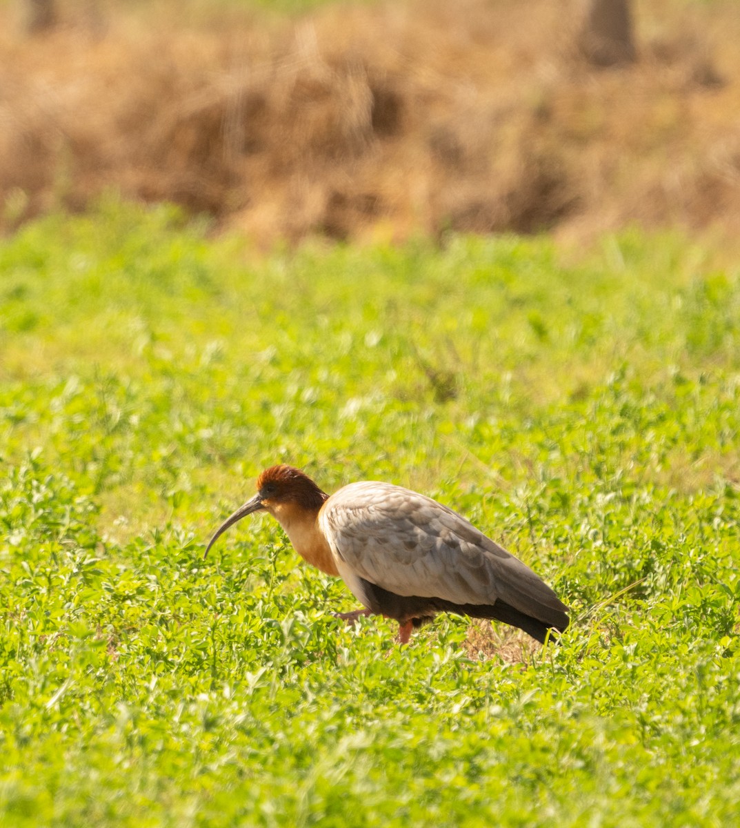 ibis šedokřídlý - ML620705708