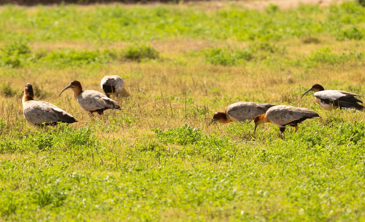 ibis šedokřídlý - ML620705709