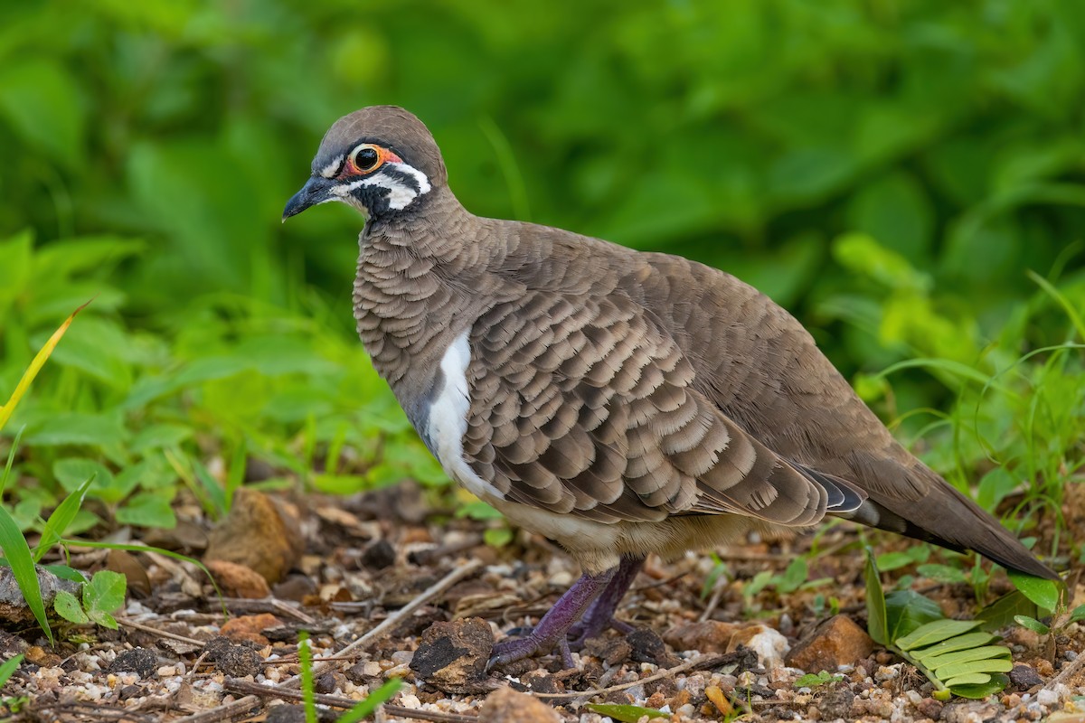 Squatter Pigeon - ML620705711