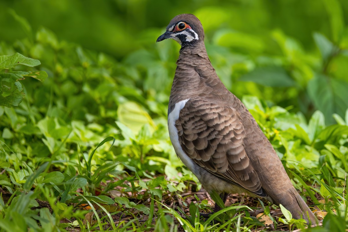 Squatter Pigeon - ML620705712