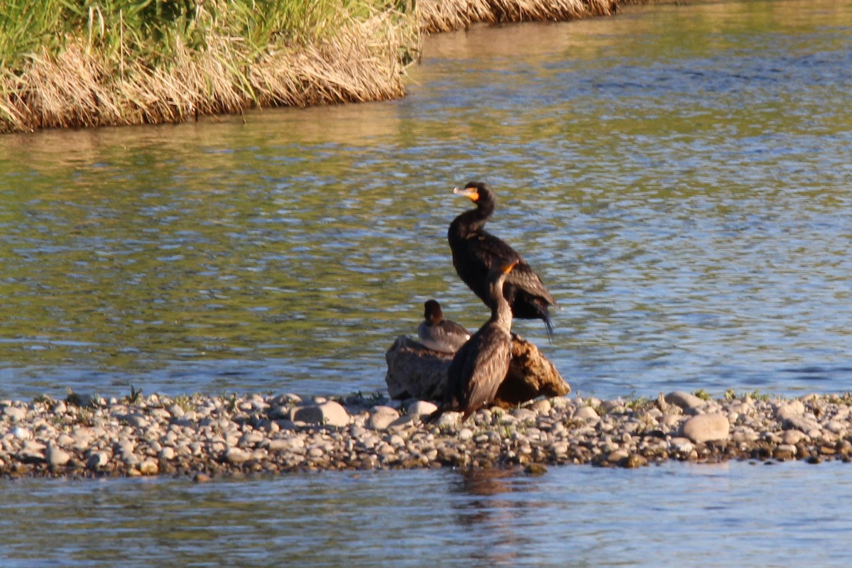 Cormoran à aigrettes - ML620705714