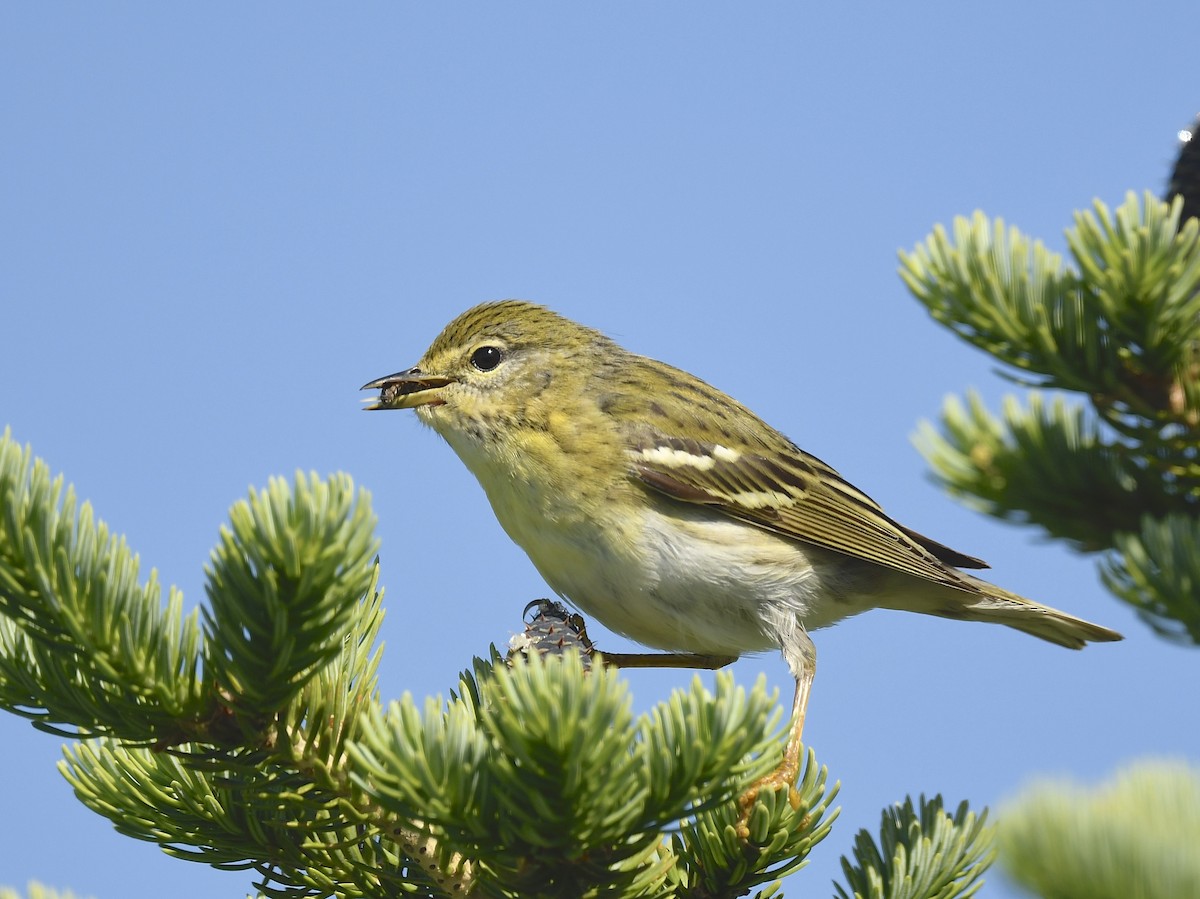 Blackpoll Warbler - ML620705717