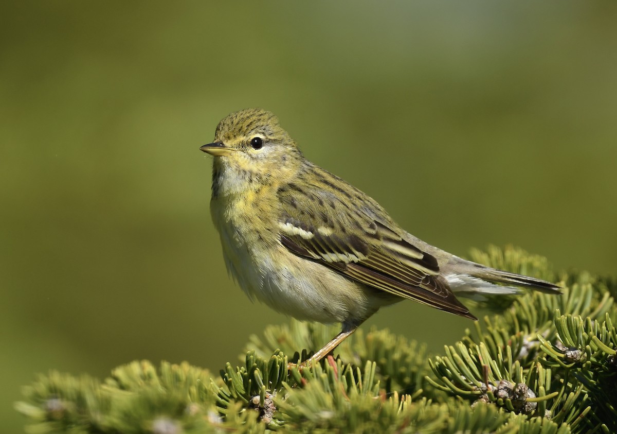 Blackpoll Warbler - ML620705718