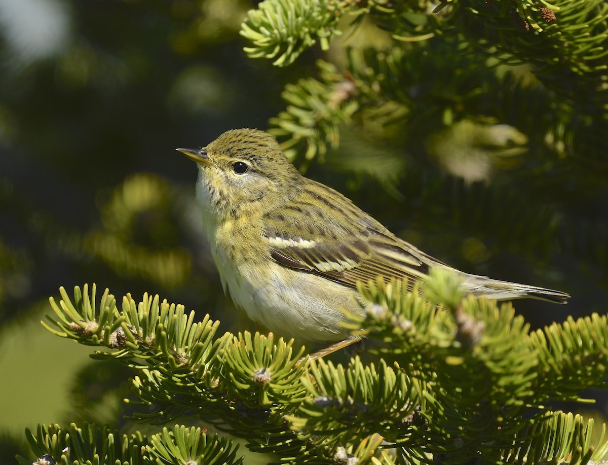 Blackpoll Warbler - ML620705719