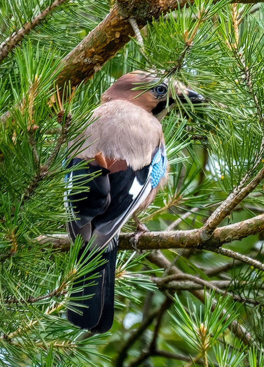 Eurasian Jay - ML620705720