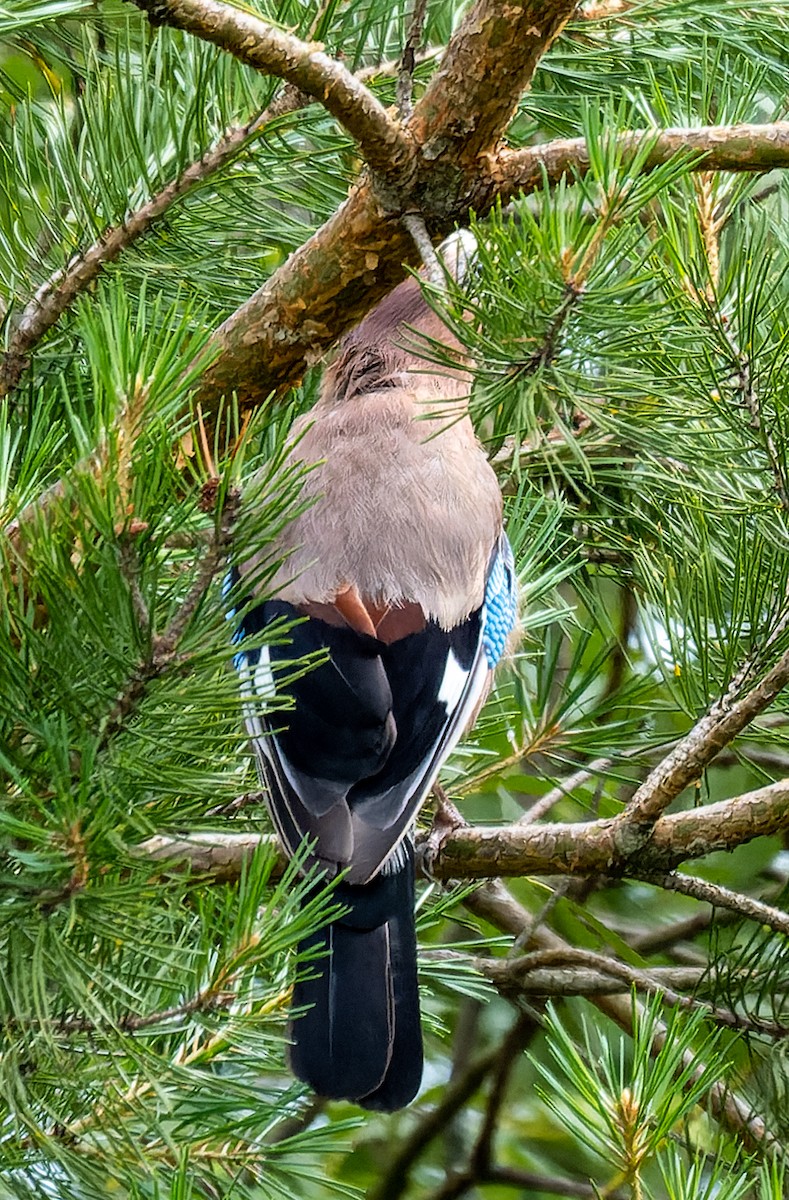 Eurasian Jay - ML620705721