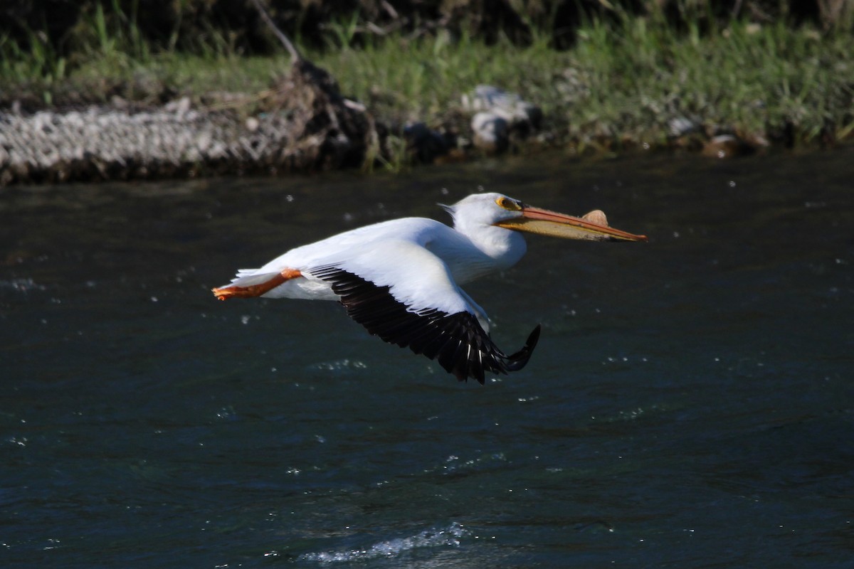 American White Pelican - ML620705723