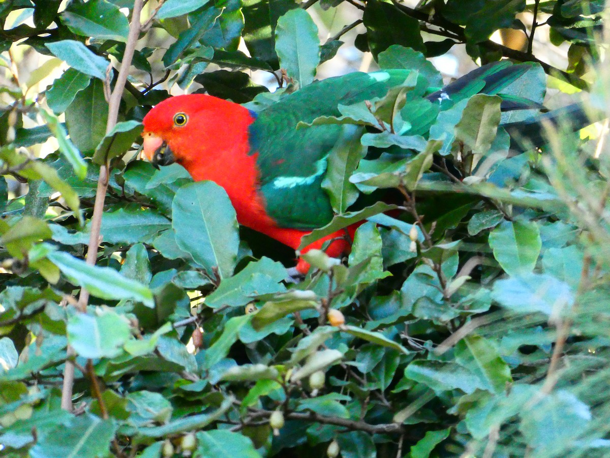 Australian King-Parrot - ML620705725