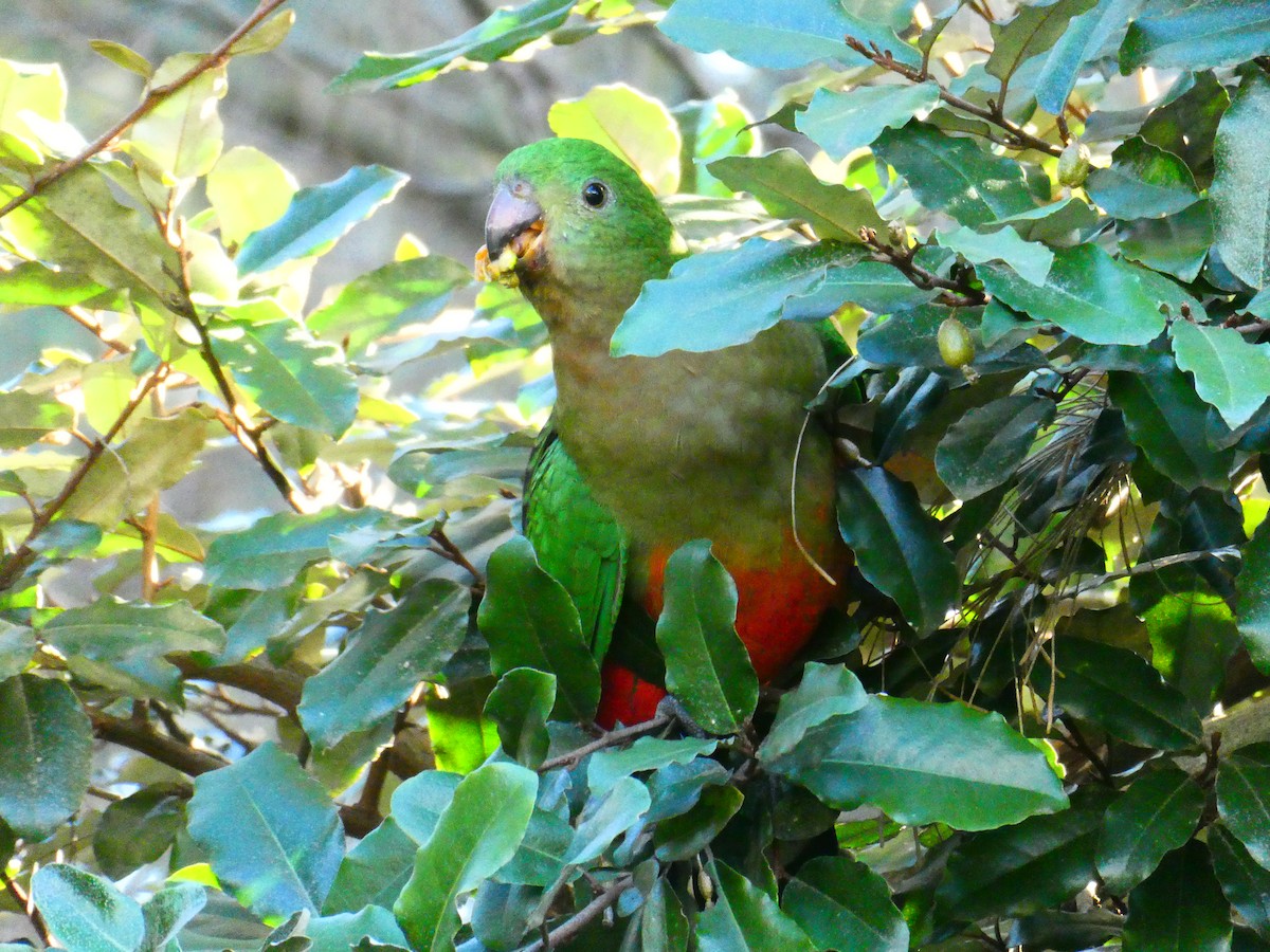 Australian King-Parrot - ML620705728