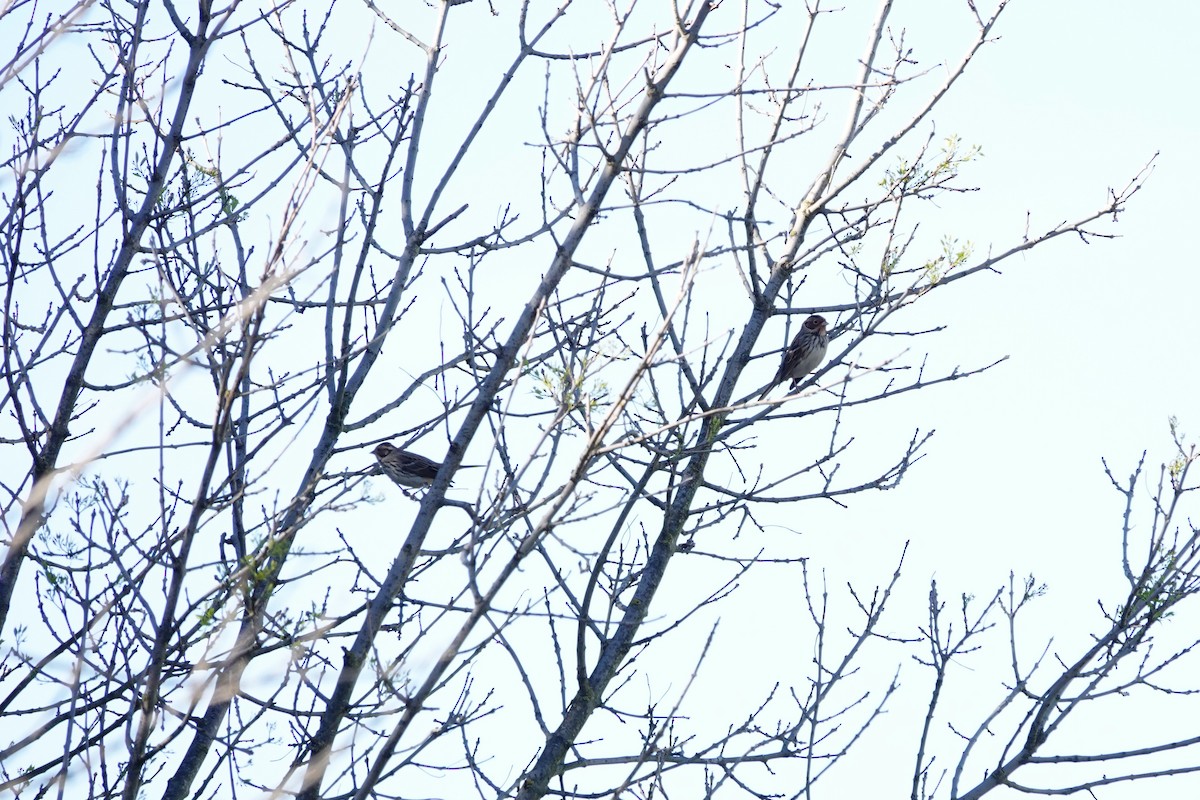 Little Bunting - ML620705733