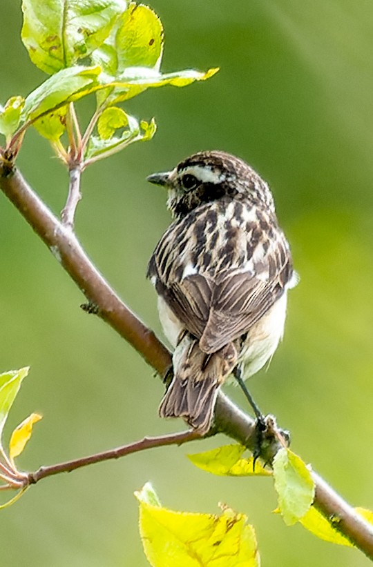 Whinchat - ML620705736