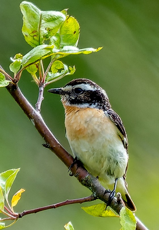 Whinchat - ML620705737