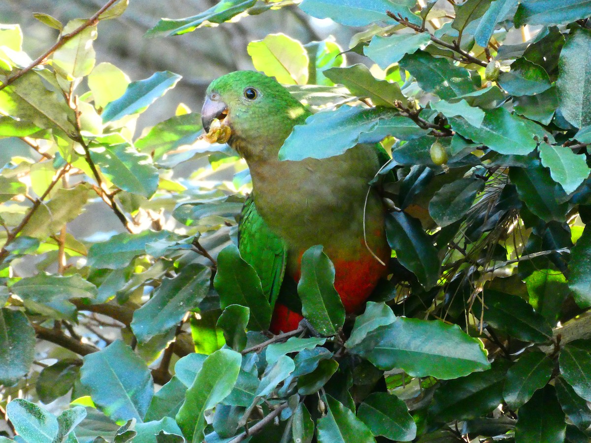 Australian King-Parrot - ML620705739