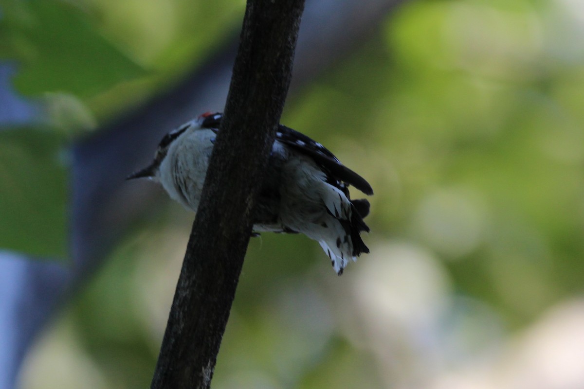 Downy Woodpecker - ML620705740