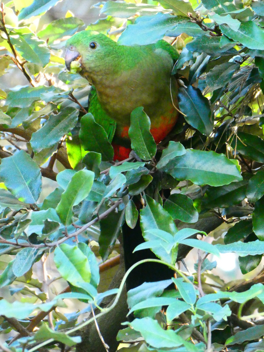 Australian King-Parrot - ML620705742