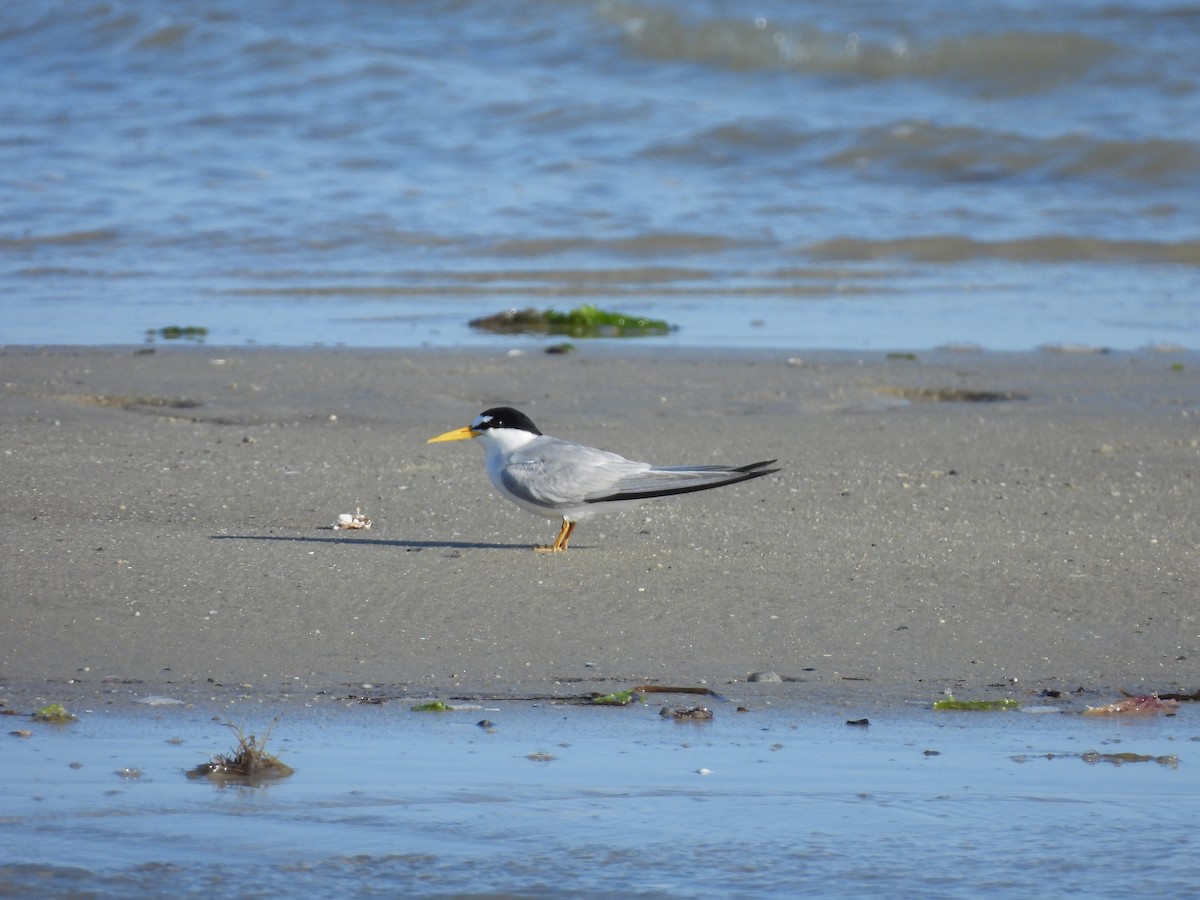 Least Tern - ML620705744