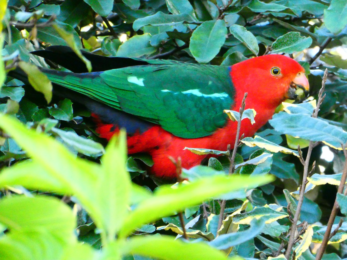 Australian King-Parrot - Lev Ramchen