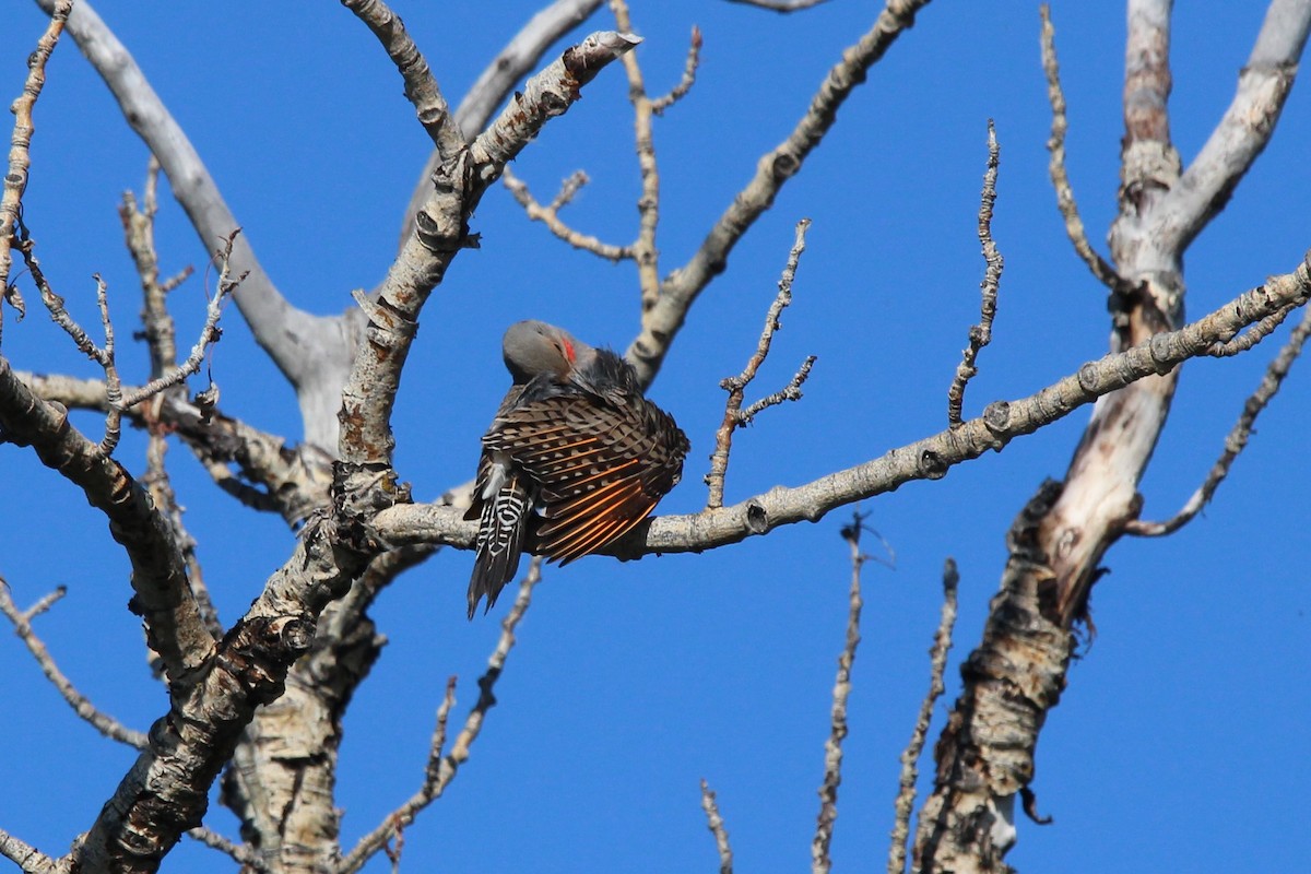 Northern Flicker - ML620705747