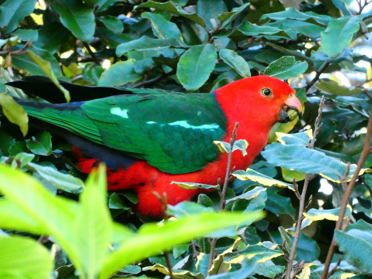 Australian King-Parrot - Lev Ramchen