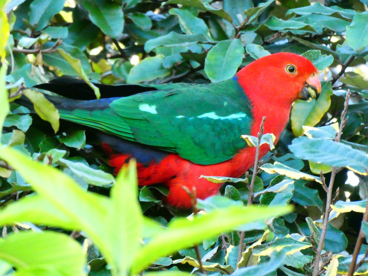 Australian King-Parrot - ML620705756