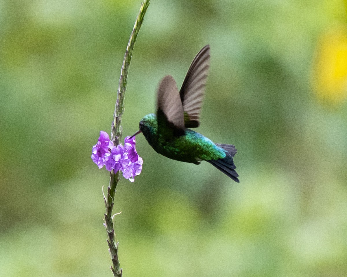 Western Emerald - Mike Yough