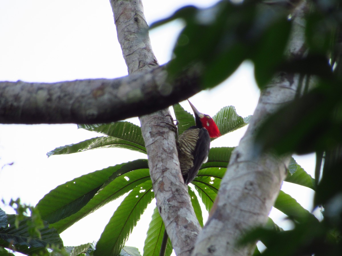 Crimson-crested Woodpecker - ML620705761