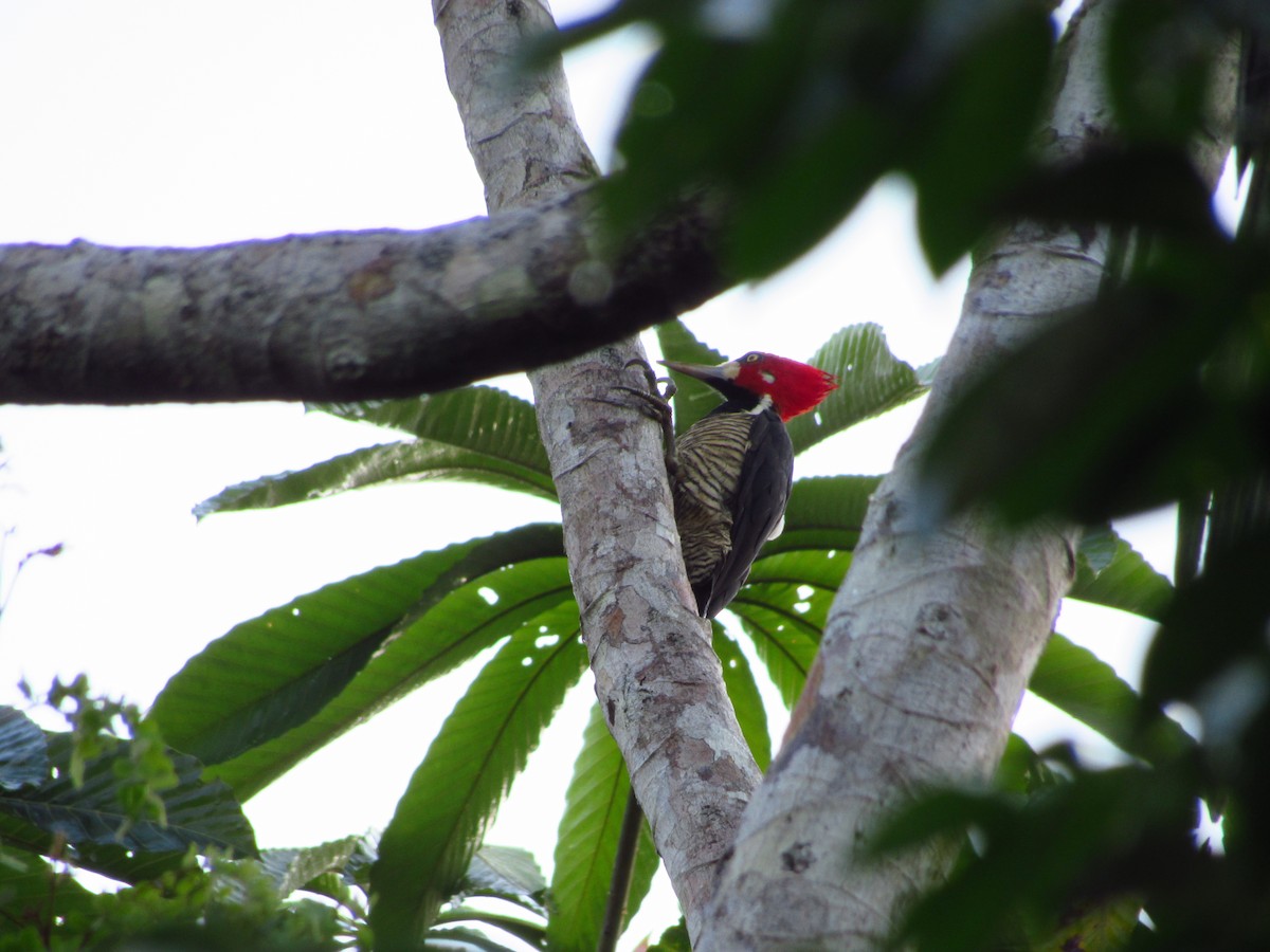 Crimson-crested Woodpecker - ML620705762