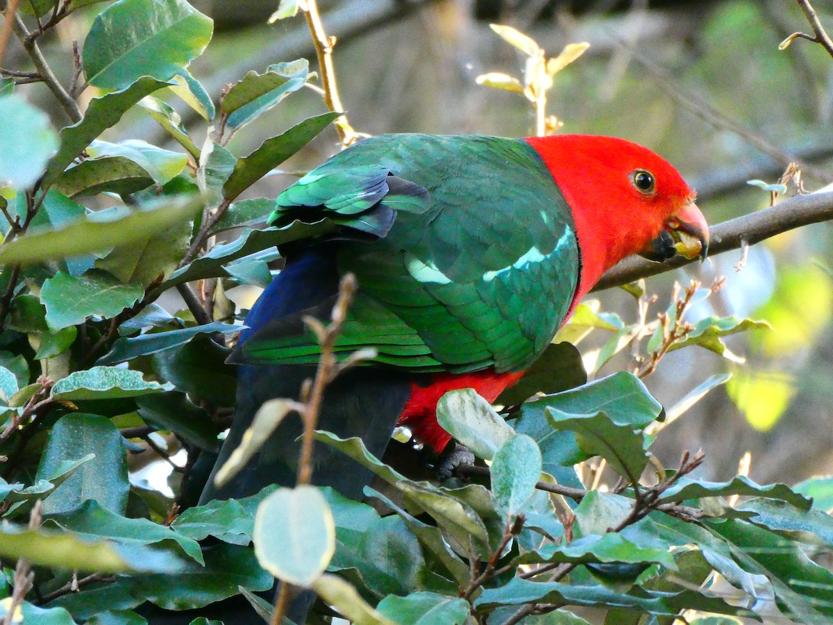 Australian King-Parrot - ML620705763