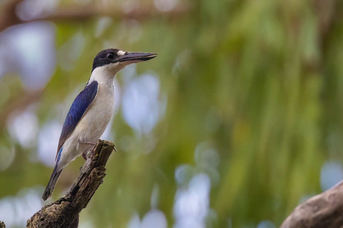 Forest Kingfisher - ML620705770