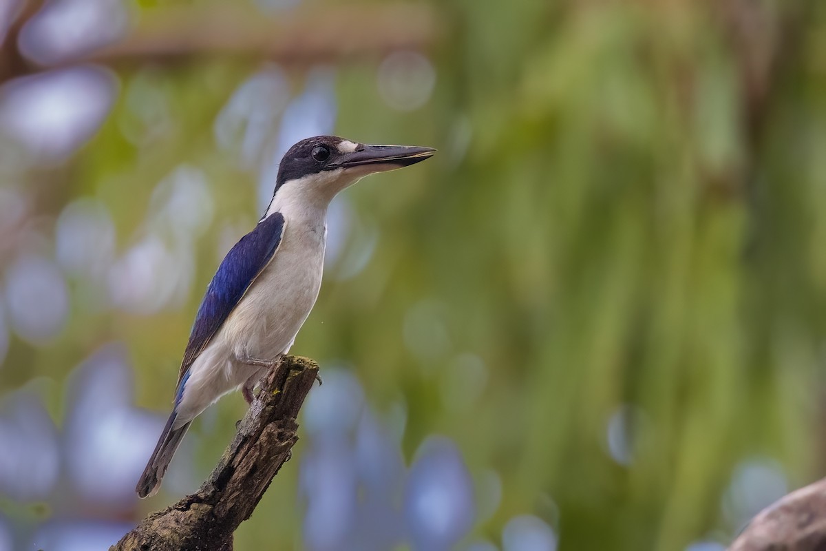 Forest Kingfisher - ML620705771