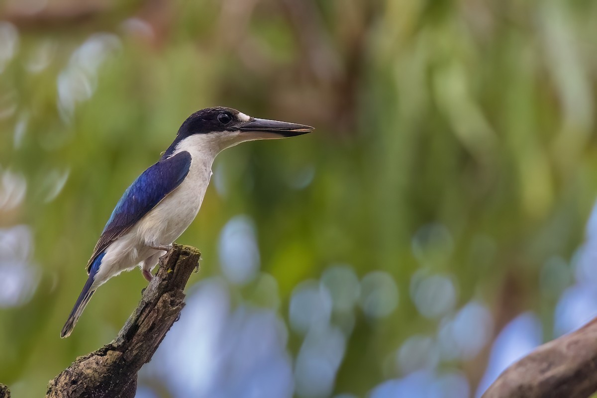Forest Kingfisher - ML620705772