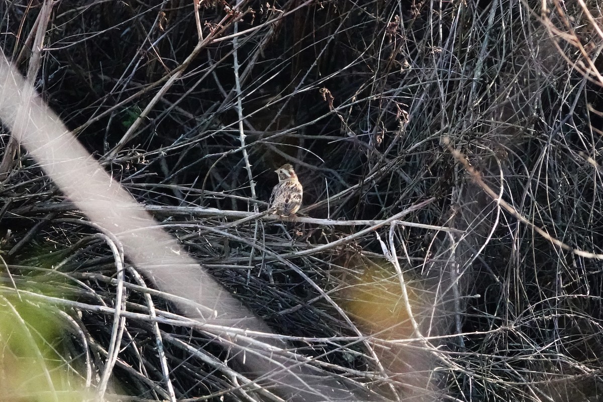 Rustic Bunting - ML620705775