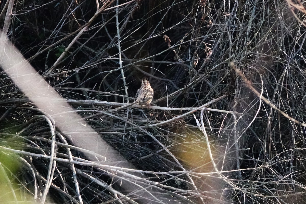 Rustic Bunting - Laura Rollán