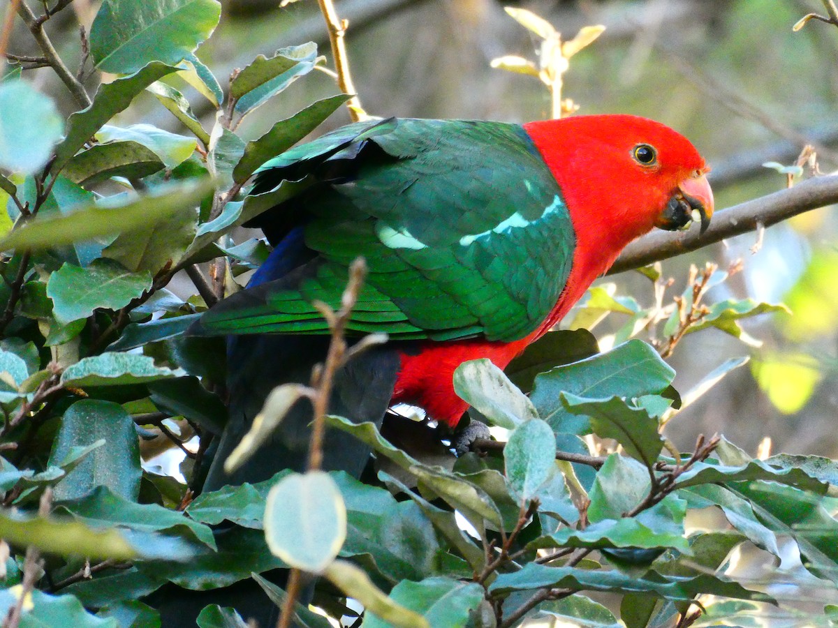 キンショウジョウインコ - ML620705778