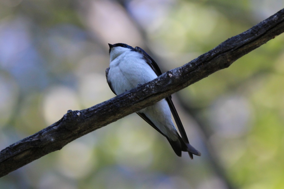 Tree Swallow - ML620705779