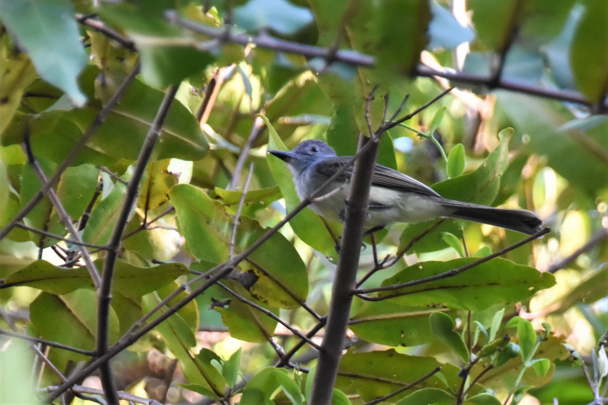 Tropical Kingbird - ML620705781