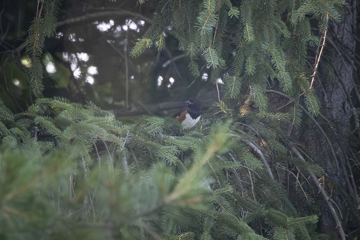 Eastern Towhee - ML620705793