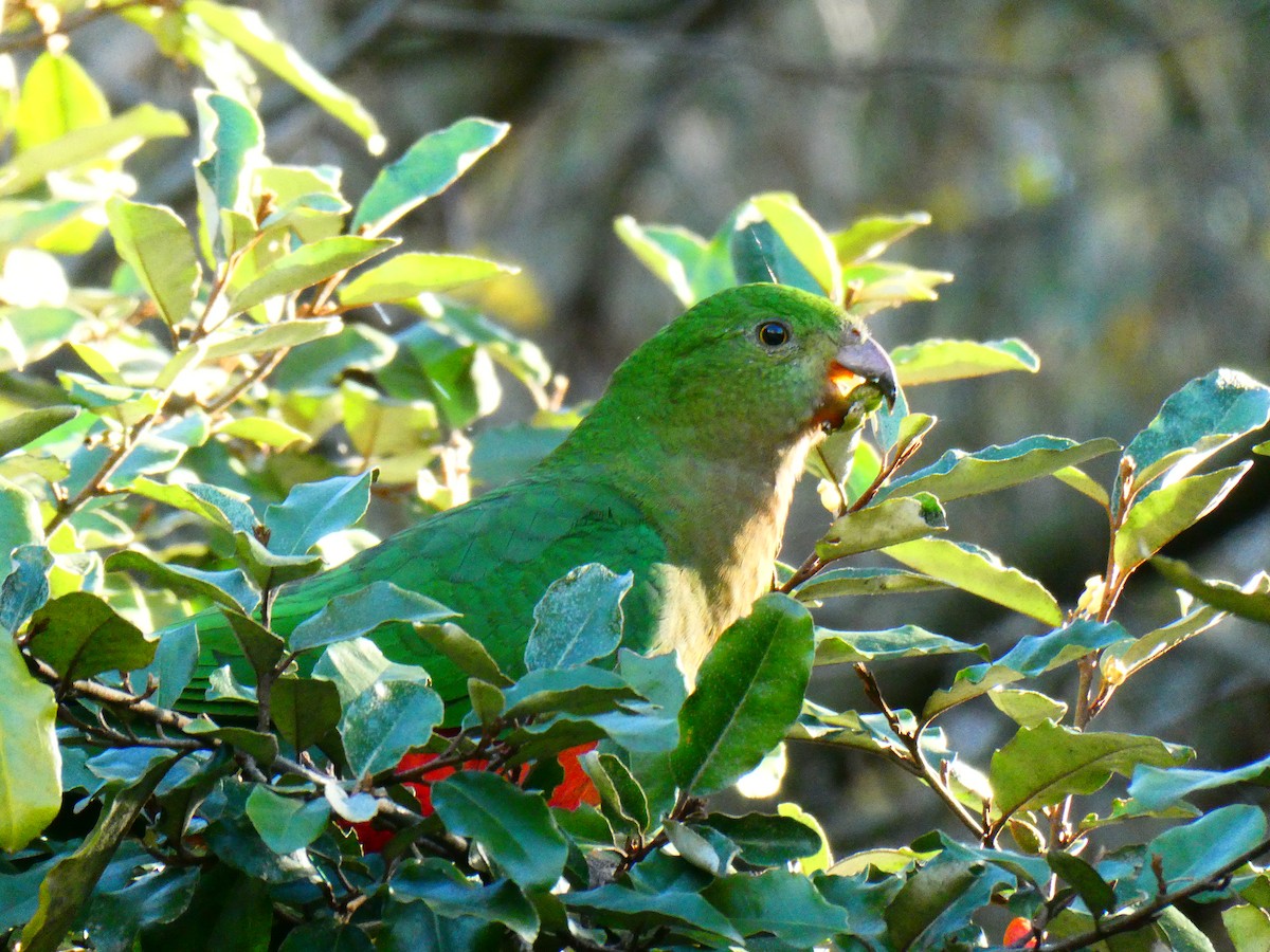 キンショウジョウインコ - ML620705794